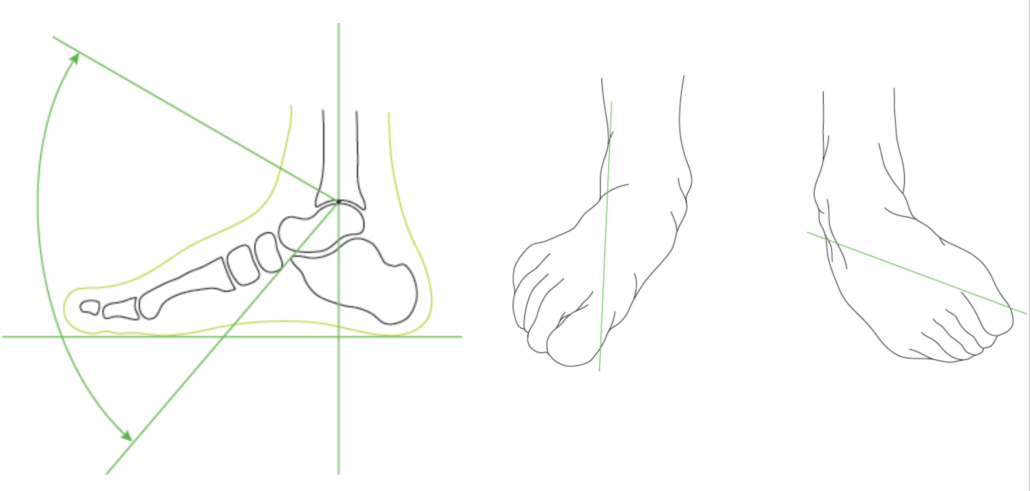 Alpina skidåkningens centrala leder och dess rörelsemöjligheter ...